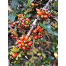 Coprosma robusta Coprosma robusta
